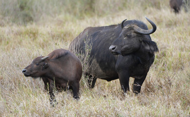 Obraz premium Female Buffalo and her calf in the wild