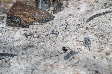Obraz premium Decayed debris with charcoal remnants. Faded ash scattering across decayed surface. Subdued palette illustrating ruinous ash and debris for artistic or environmental uses