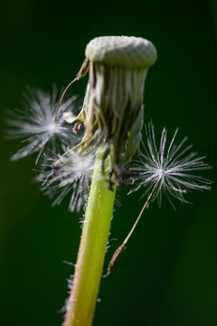 Macro detail of a single dandelion seed with its fluffy pappus.