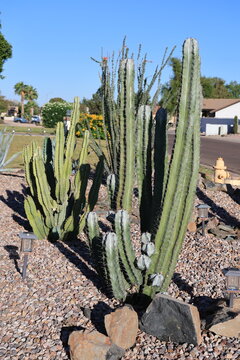 columnar cactus, likely a San Pedro cactus (Trichocereus pachanoi) or a Peruvian Apple Cactus (Cereus jamacaru or similar species) in a typical desert-style xeriscaped roadside, Phoenix, Arizona