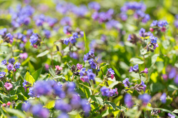 Obraz premium Pastel hued serene floral scene. Soothing blurred image featuring violet blossoms with gentle illumination and pastel color palette for backgrounds and lifestyle photos