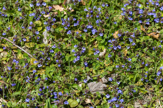 Full frame texture background of ground-ivy (glechoma hederacea), with pretty purple blossoms. Also called creeping Charlie or creeping Jenny.