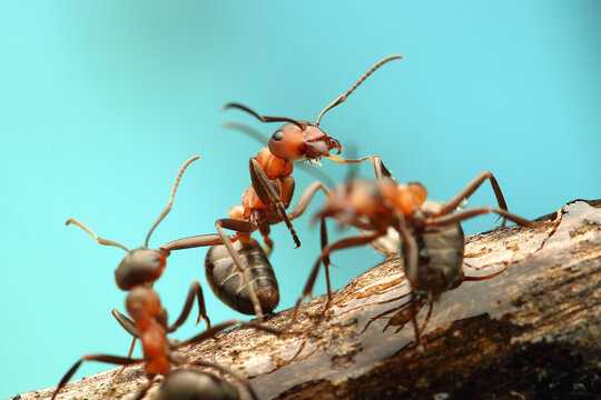 a wood ant insect on a stick