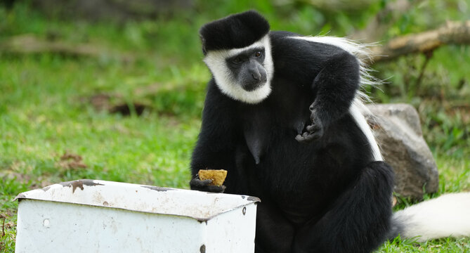 Female Colobus Monkey eating fruit