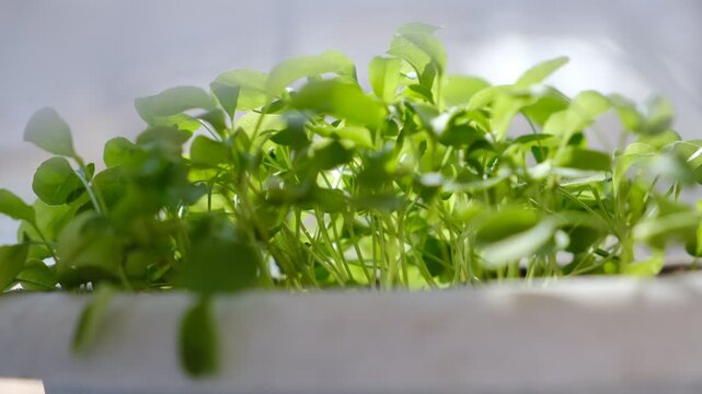Young seedling of arugula growing in pot on windowsill . Green seedlings aromatic herb. Farm on windowsill. Gardening concept. 