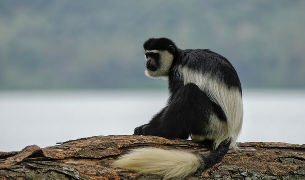 Colobus Monkey