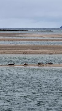 Seals resting in Gweebarra bay by Portnoo - County Donegal, Ireland