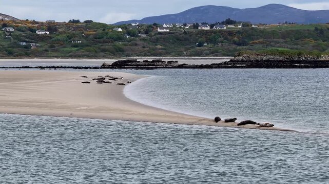 Seals resting in Gweebarra bay by Portnoo - County Donegal, Ireland