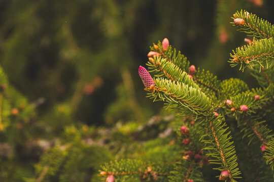the young red cones from a spruce tree at a spring day on the mountains