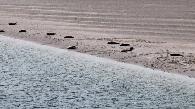 Seals resting in Gweebarra bay by Portnoo - County Donegal, Ireland