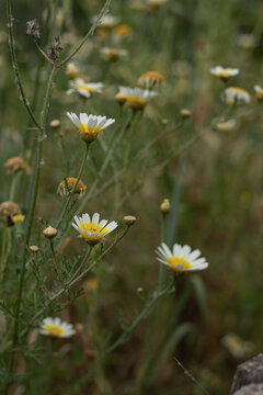 Fleurs des champs