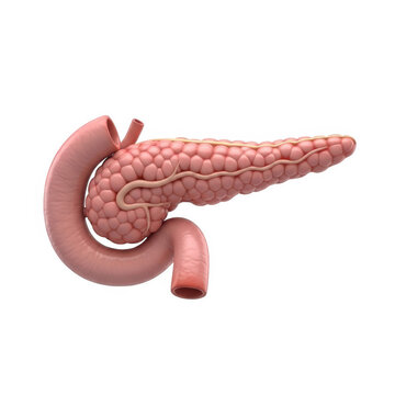 Red earthworm on white isolated background isolated on transparent background