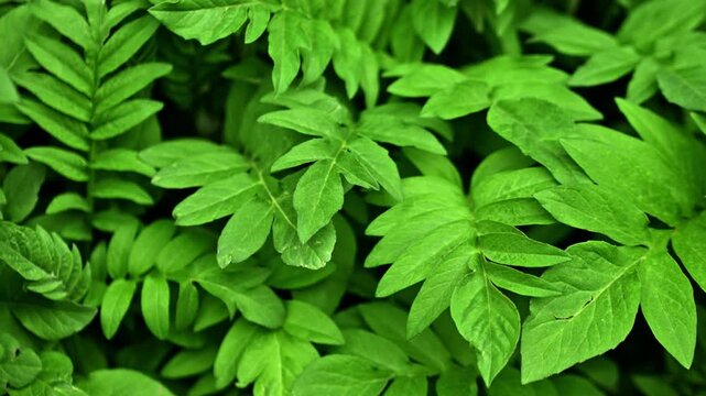 Close-up of fresh green fern leaves. Natural light highlights vibrant leaf textures
