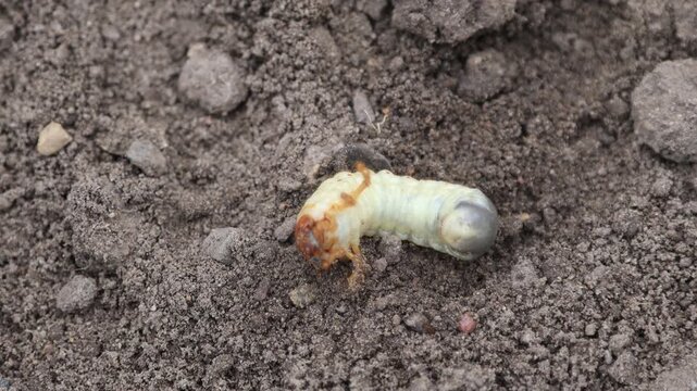 Cockchafer Larva (Melolontha melolontha) Crawling on Ground, Large White Grub or May Bug Larva in Garden Soil, Close-up of Agricultural Pest and Insect Development in Natural Habitat, Earth and Nature