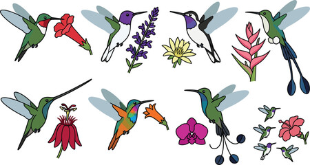 Hummingbird collection featuring various species in flight, hovering, and feeding from vibrant tropical flowers. © MDHABIBUL