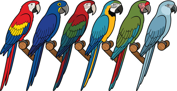 Collection of colorful macaws featuring different species and plumage patterns perched on wooden branches.
