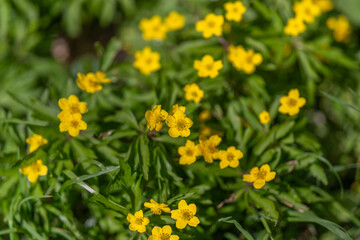 Obraz premium Bright spring blossom. Highdefinition image of blooming yellow blossom with textured petals. Sharp macro shot revealing intricate leaf patterns and vibrant floral details
