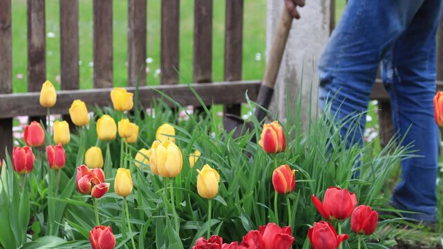 Male Gardener Using Hoe to Remove Weeds in Flower Bed, Close-up of Soil Cleaning Around Red and Yellow Tulips in Spring Garden, Backyard Maintenance and Cultivation Work, Professional Landscaping
