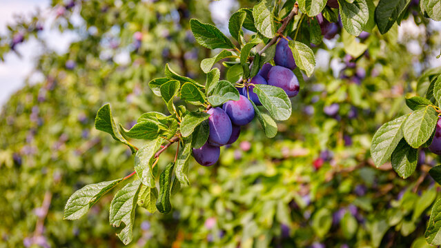Ripe plums hanging on branches in a fruit orchard during late summer afternoon