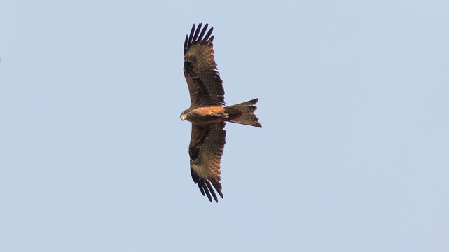 red kite in flight