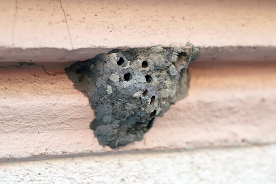 A clay nest attached to the facade of a building. Visible cells where wasp larvae developed. Sceliphron destillatorium.