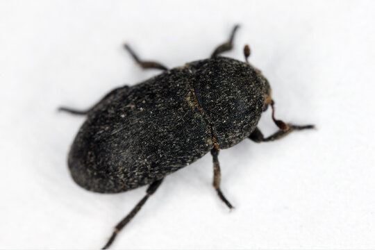 Dermestes laniarius, beetle in the family Dermestidae, the skin beetles. A dorsal view of the beetle.
