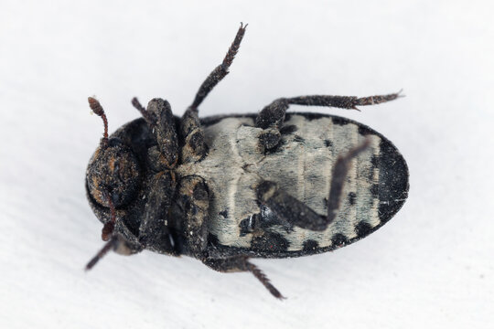 Dermestes laniarius, beetle in the family Dermestidae, the skin beetles. A view of the beetle from the ventral side.