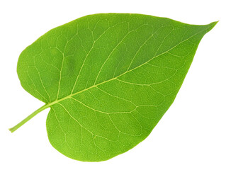 Obraz premium One fresh green lilac leaf isolated on white