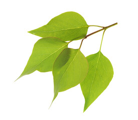Fototapeta premium Fresh green lilac leaves isolated on white