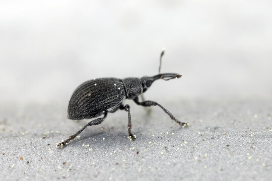 Birch Catkin Weevil, Betulapion simile. A species of insect that feeds on birch trees. It damages trees in forests and gardens.