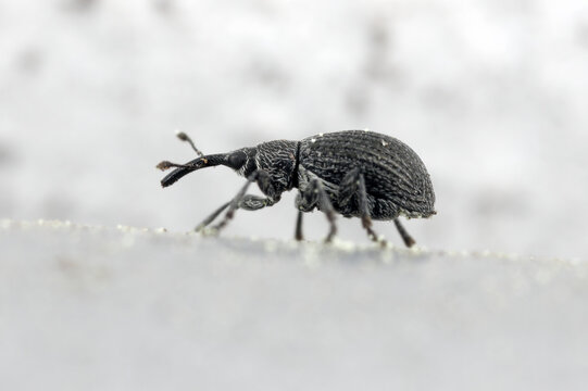 Birch Catkin Weevil, Betulapion simile. A species of insect that feeds on birch trees. It damages trees in forests and gardens.