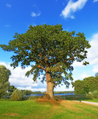 Obraz premium Landscape, blue sky and tree with lake in nature for travel, adventure and summer holiday. Spring, plants or growth in meadow with green foliage, sustainable environment and river on vacation getaway