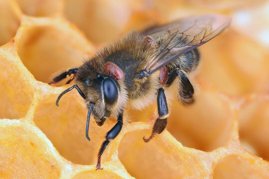 Honeybee infested with the parasitic mite Varroa.