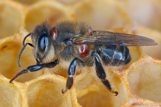 Honeybee infested with the parasitic mite Varroa.