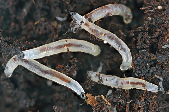 The larvae, gnats of small black flies that damage the roots of houseplants. Dark-winged fungus gnats, Sciaridae.