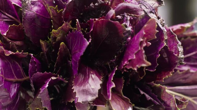 The farmer is holding a bunch of fresh pink purple basil. Vitamins and greens in the food concept, kitchen, cooking pesto