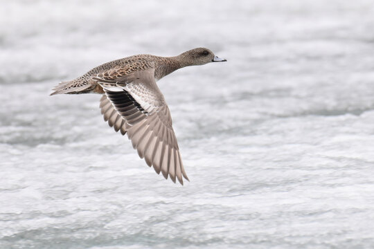 A migratory American Wigeon (Mareca americana) duck flies over the partially frozen Reflections Lake in Alaska.