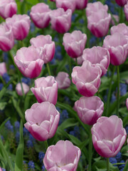 Fototapeta premium Flores Tulipan Primavera Floral Amsterdam Keukenhof