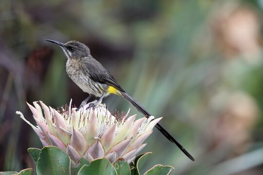 Cape Honeybird (Promerops cafer), adult, male, on flower, Protea, vigilant, Kirstenbosch Botanical Gardens, Cape Town, South Africa