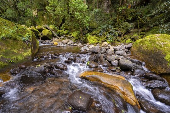 Mhlwazini River flows through thick forest, original mountain forest, Rainbow Gorge, Ukhahlamba-Drakensberg Park, KwaZulu-Natal, Drakensberg Mountains, South Africa
