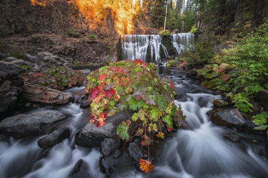 Middle Falls, Fall Waterfall, McCloud River, Siskiyou County, California, USA