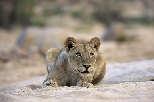 Lion (Panthera leo), adult female, attentive, observing, sitting in dry riverbed, Sabi Sand Game Reserve, Kruger National Park, South Africa