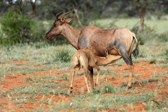 Tsessebe (Damaliscus lunatus), lyrebird, crescent moon antelope, adult, female, juvenile, suckling, Mokala National Park, Northern Cape, South Africa