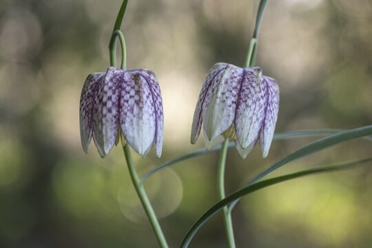 Snake's Head Fritillary (Fritillaria meleagris), Emsland, Lower Saxony, Germany