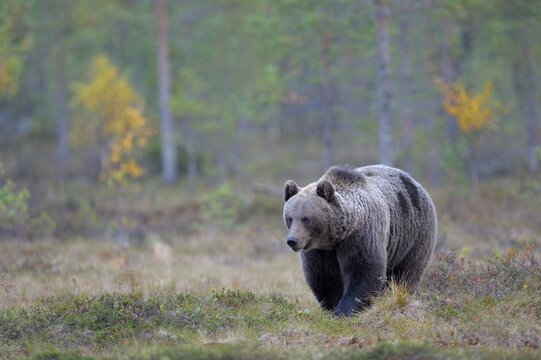 Brown Bear (Ursus arctos) in the autumnally coloured taiga or boreal forest, border area to Russia, Kuhmo, Karelia, Finland