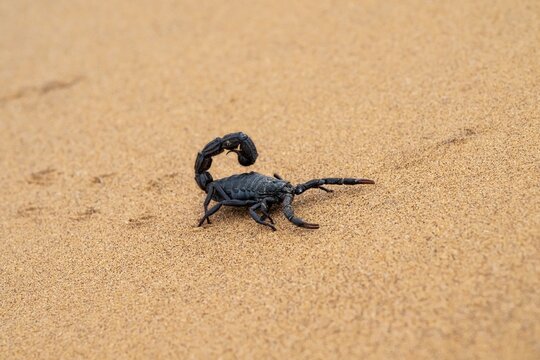 Black scorpion (Parabuthus villosus) running across sand, Namib Desert near Swakopmund, Namibia