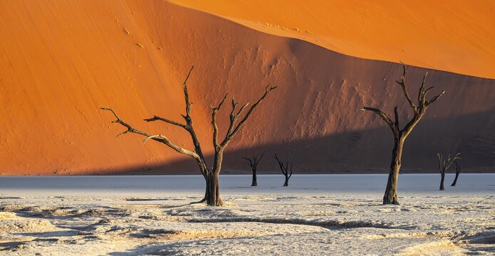 Dead camel thorn trees (Vachellia erioloba), red sand dunes, white salt pan, Dead Vlei, Sossusvlei, Namib Desert, Namib-Naukluft Park, Namibia
