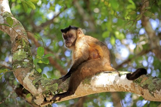 Tufted capuchin (Cebus apella), adult monkey in a tree, Pantanal, Mato Grosso, Brazil