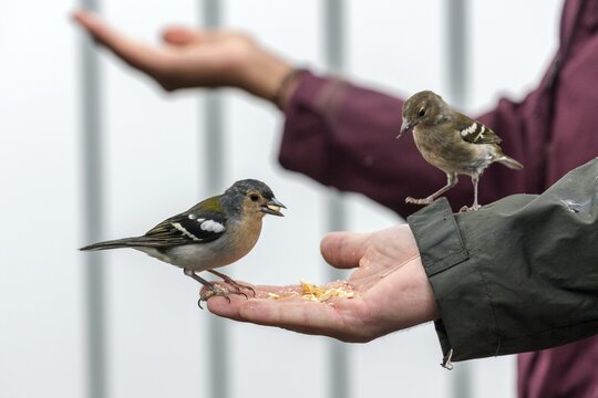 Two Madeira (Fringilla coelebs maderensis) chaffinches, sitting and eating out of hand, being fed, Madeira, Portugal