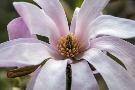 Flower of the star magnolia (Magnolia stellata), Baden-W&uuml;rttemberg, Germany